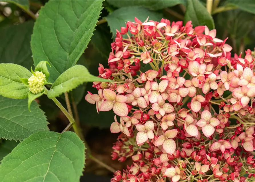 Hydrangea arborescens 'Ruby Annabelle'®