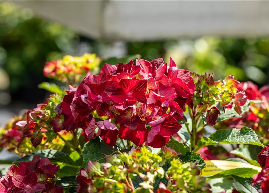 Hydrangea macrophylla 'Magical Ruby Tuesday'®