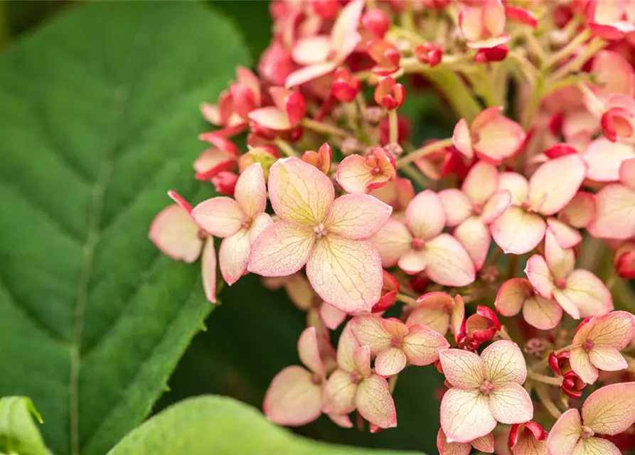 Hydrangea arborescens 'Ruby Annabelle'®