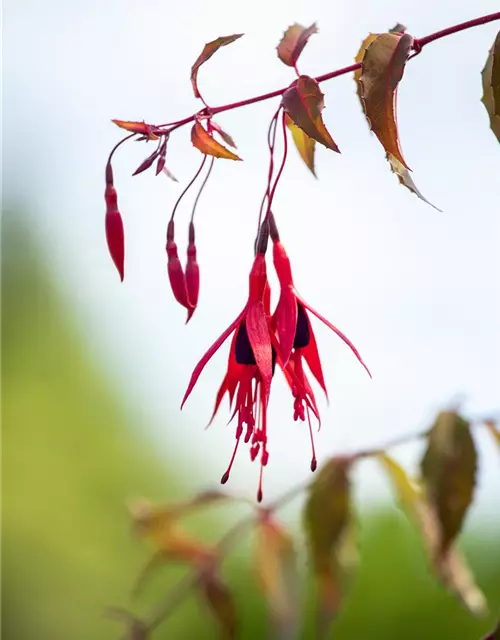 Fuchsia magellanica 'Riccartonii'