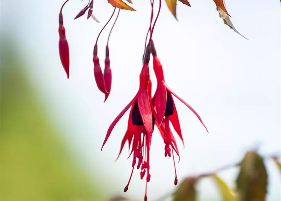 Fuchsia magellanica 'Riccartonii'