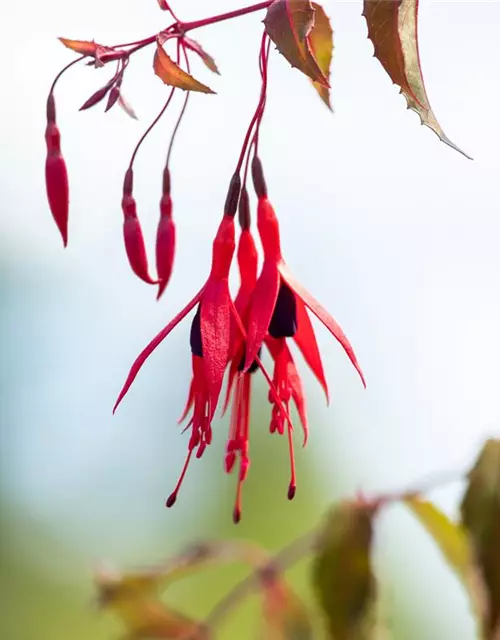 Fuchsia magellanica 'Riccartonii'