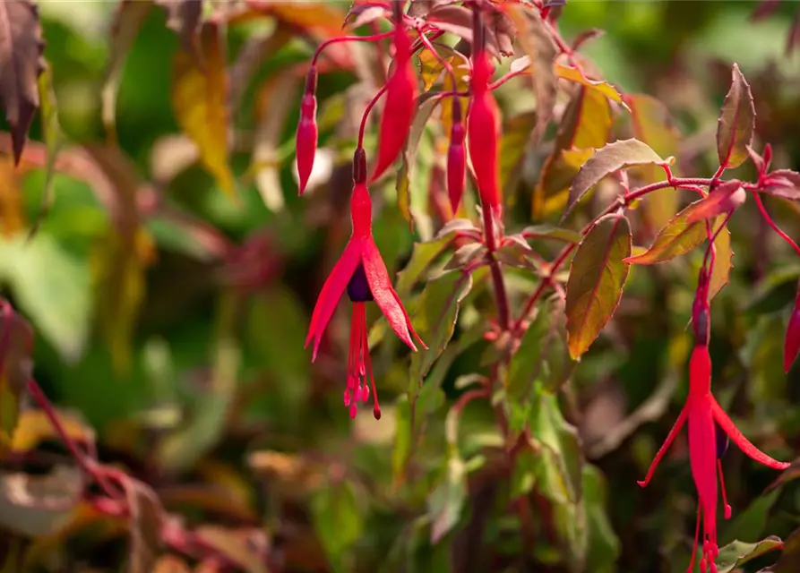 Fuchsia magellanica 'Riccartonii'