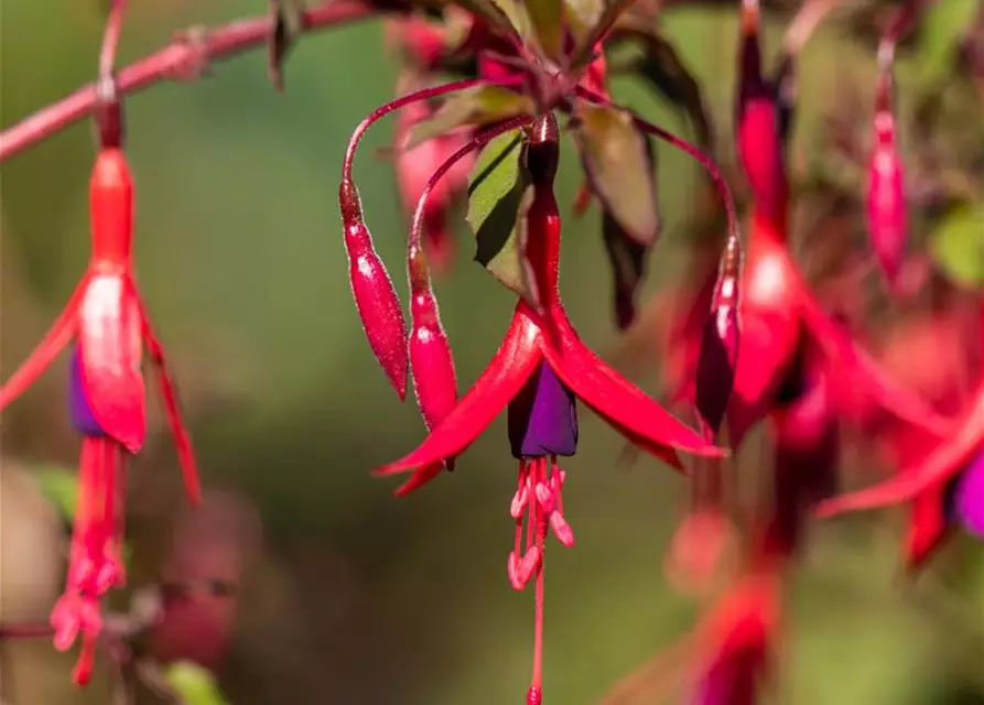 Fuchsia magellanica 'Riccartonii'