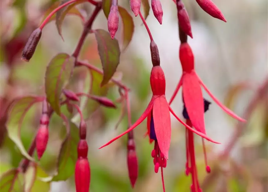 Fuchsia magellanica 'Riccartonii'