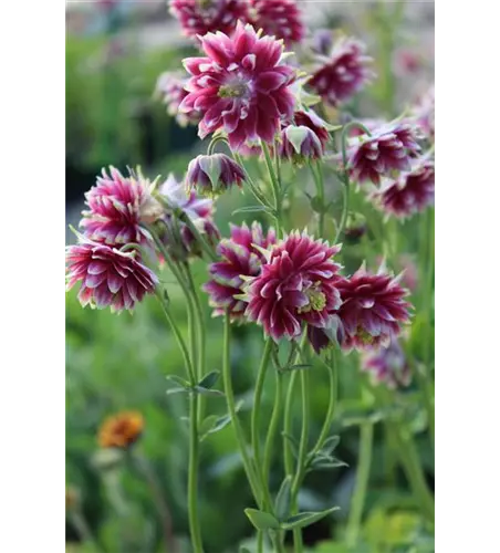 Aquilegia cultorum 'Nora Barlow' 