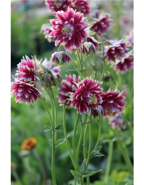 Aquilegia cultorum 'Nora Barlow' 