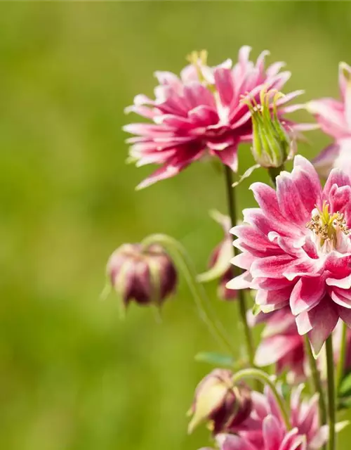 Aquilegia cultorum 'Nora Barlow' 