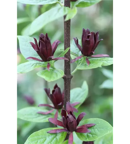 Calycanthus floridus