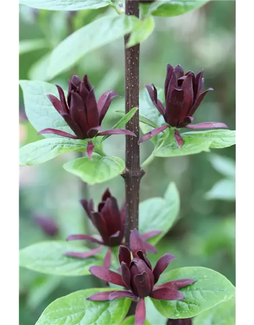 Calycanthus floridus