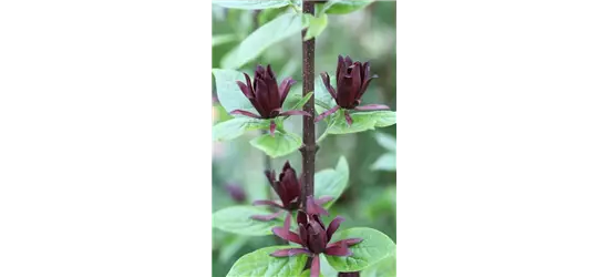 Calycanthus floridus