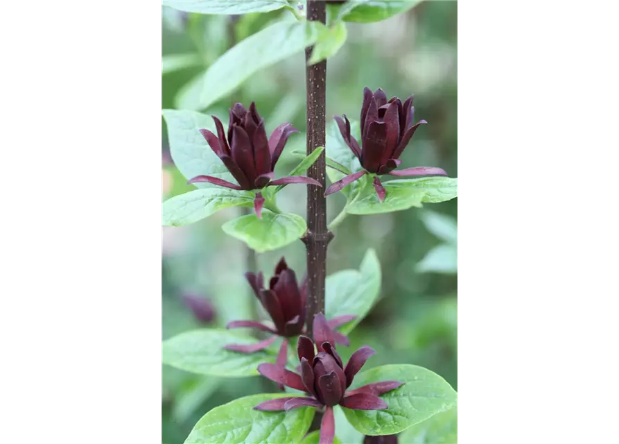 Calycanthus floridus