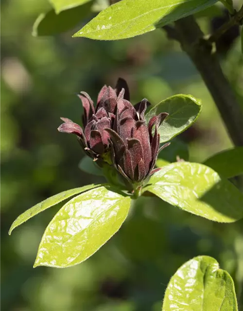 Calycanthus floridus