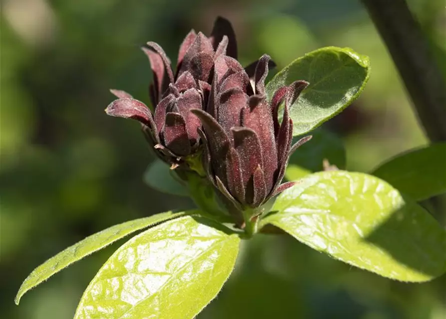 Calycanthus floridus