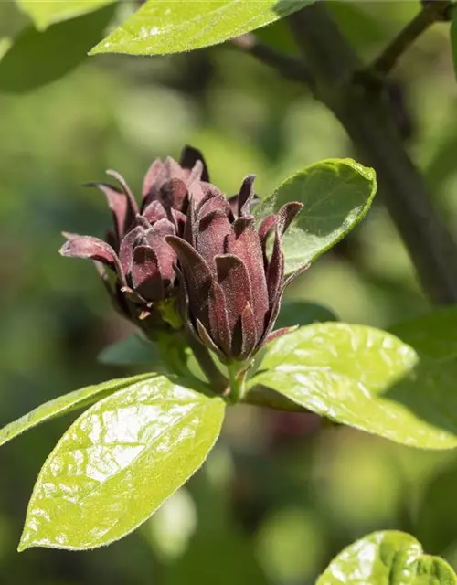 Calycanthus floridus