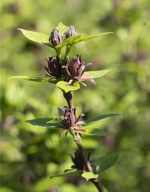 Calycanthus floridus