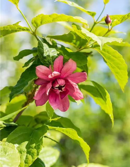 Calycanthus floridus