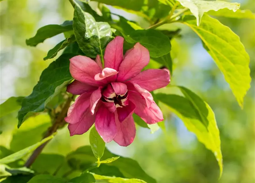 Calycanthus floridus