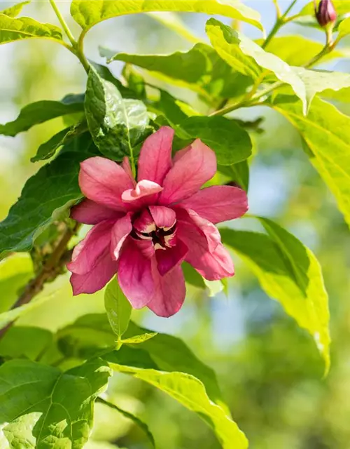 Calycanthus floridus