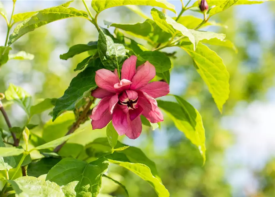 Calycanthus floridus