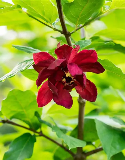 Calycanthus floridus