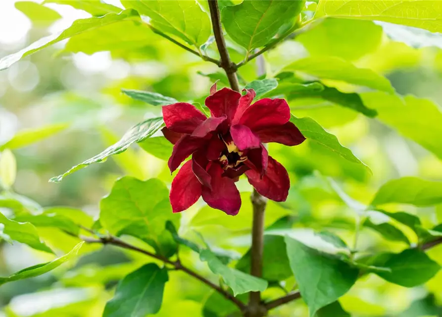 Calycanthus floridus