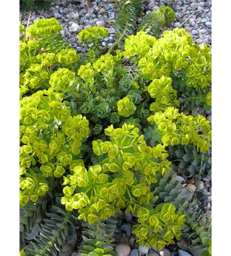 Euphorbia myrsinites