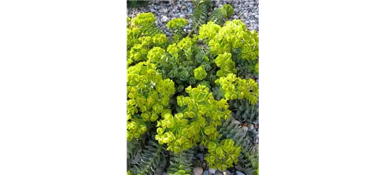 Euphorbia myrsinites