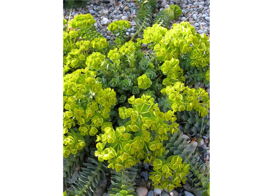 Euphorbia myrsinites