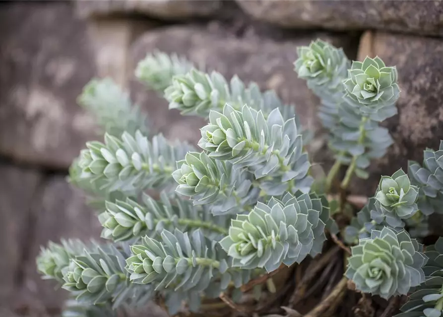 Euphorbia myrsinites