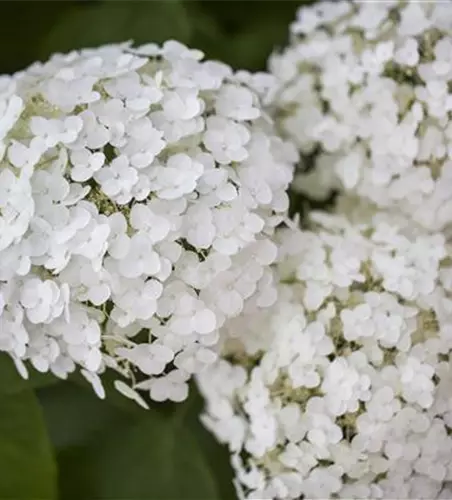 Hydrangea arborescens 'Strong Annabelle'®