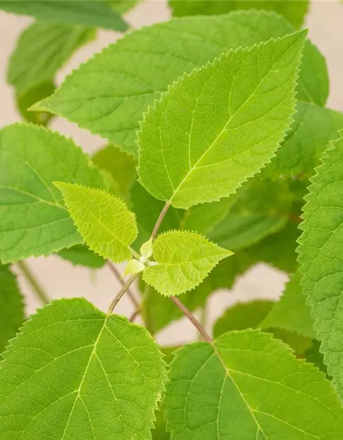 Hydrangea arborescens 'Strong Annabelle'®