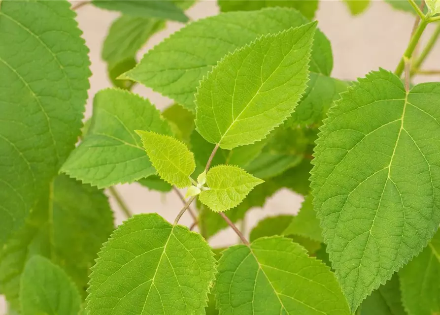 Hydrangea arborescens 'Strong Annabelle'®