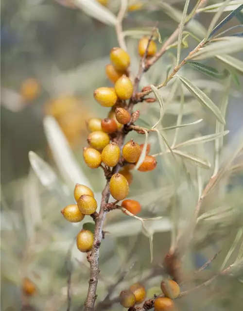 Hippophae rhamnoides 'Leikora'