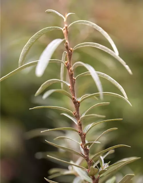 Hippophae rhamnoides 'Leikora'