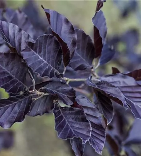 Fagus sylvatica 'Spaethiana'