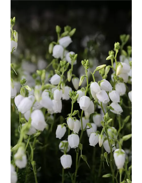 Daboecia cantabrica 'Alba'