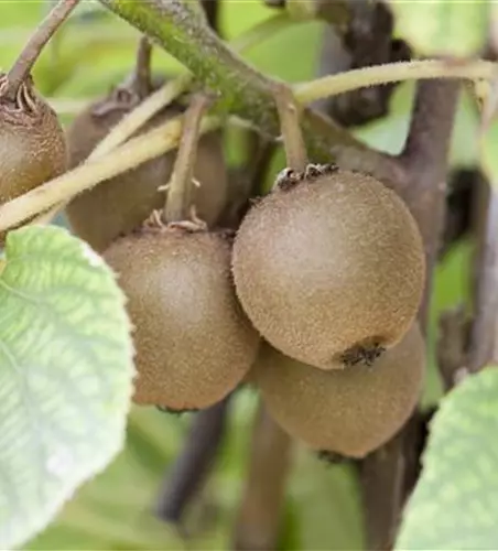 Actinidia chinensis 'Boskoop'