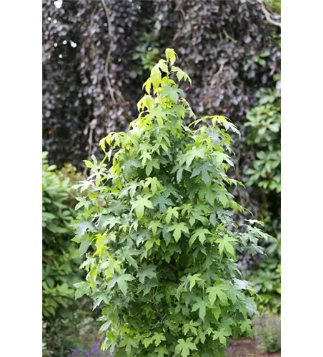 Liquidambar styraciflua