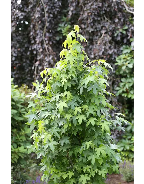 Liquidambar styraciflua