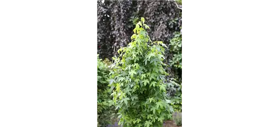 Liquidambar styraciflua