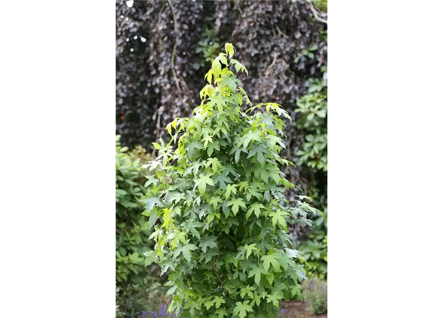 Liquidambar styraciflua