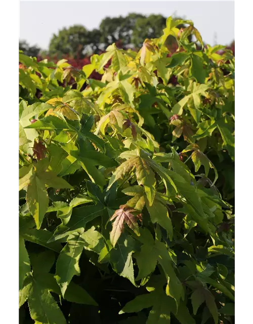 Liquidambar styraciflua