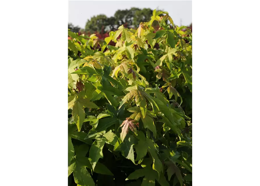 Liquidambar styraciflua