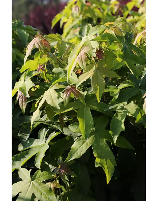 Liquidambar styraciflua