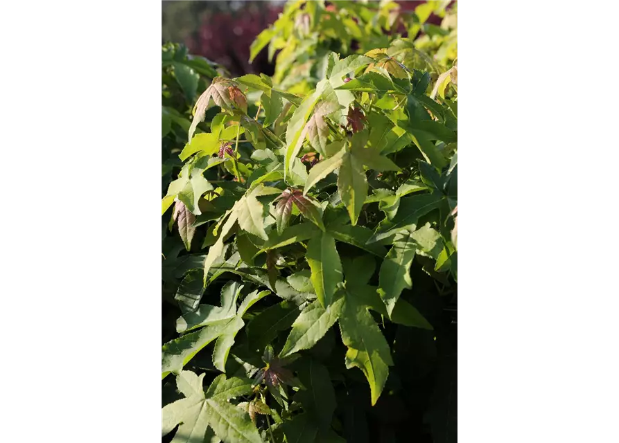 Liquidambar styraciflua