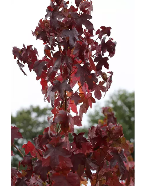 Liquidambar styraciflua