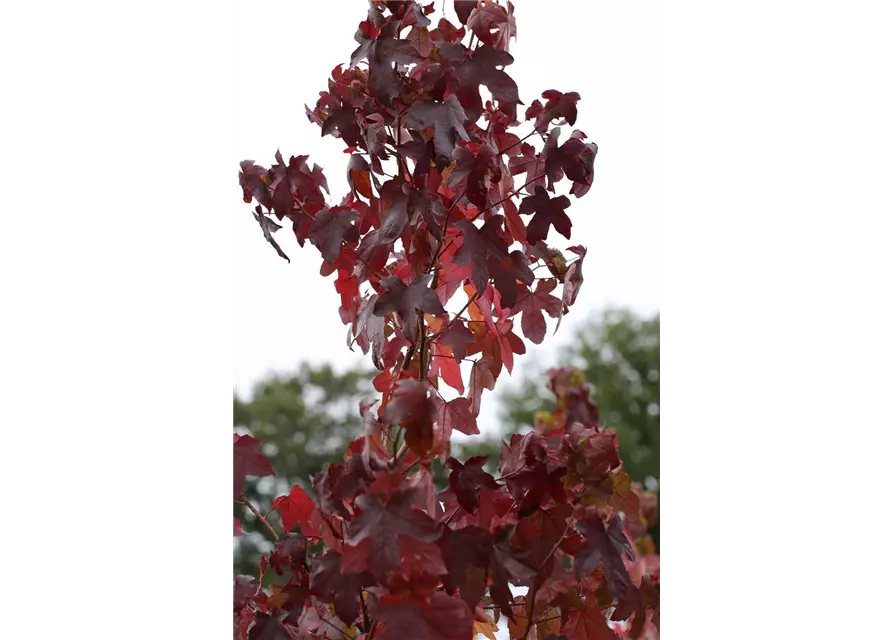 Liquidambar styraciflua