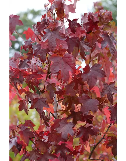 Liquidambar styraciflua