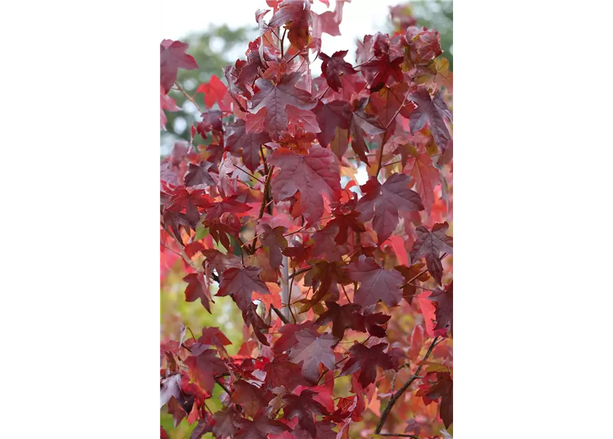 Liquidambar styraciflua